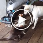 VIDEO: Dog, Otter and Kitten Befriend Each Other for Ultimate Playtime