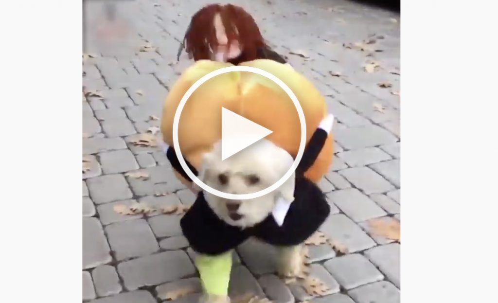 dog pumpkin costume video