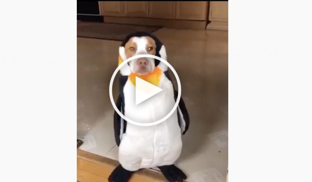 penguin dog costume