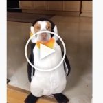 VIDEO: Dogs Transforms Into Penguins Waddling to Their Igloo