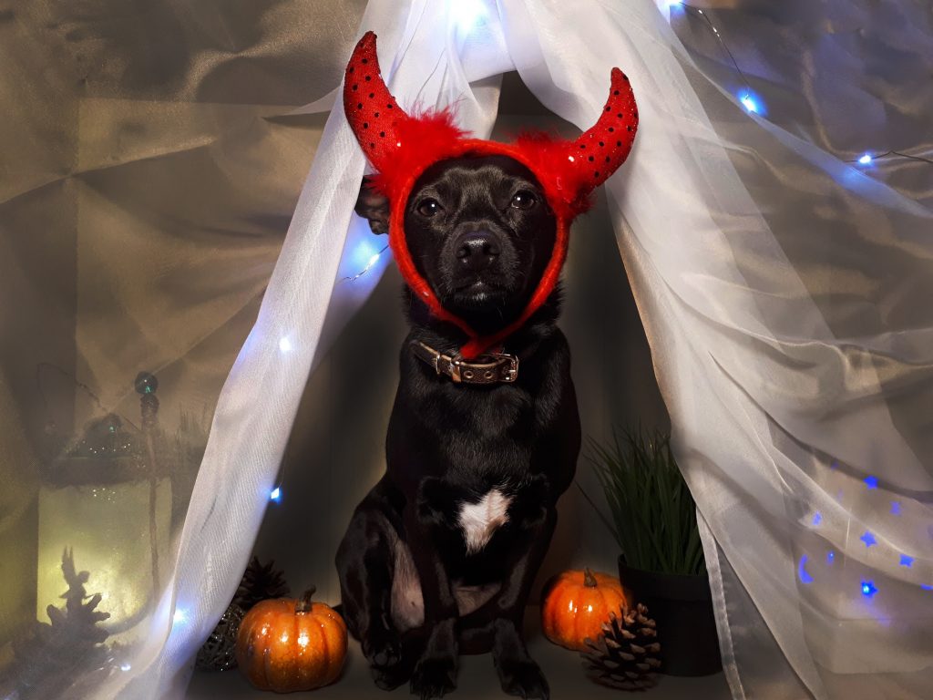 dog costume on amazon devil