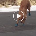 VIDEO: Dog Tries Booties for First Time and Relearns Walking