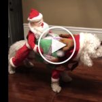 VIDEO: Santa Rides Dog to Deliver Gifts on Christmas Eve