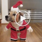 VIDEO: Santa is a Dog This Year and He's So Much More Adorable