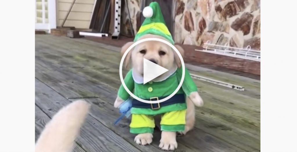 dog elf costume