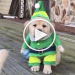 VIDEO: Pup Helps Santa in Elf Christmas Dog Costume