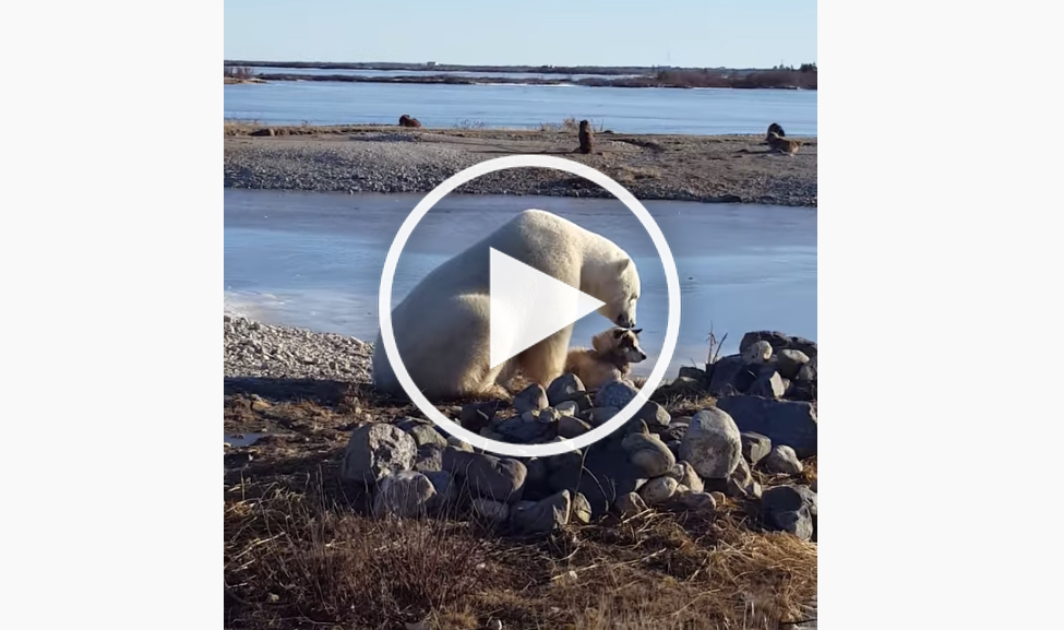 dog and polar bear video