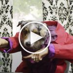 funny dog video