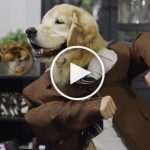 funny dog videos 2