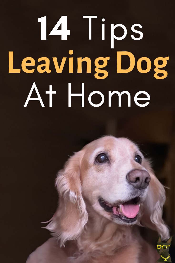 14 Tips for Leaving Dog Home + Making Him Happy While at Work