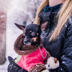 Winter Bucket-List for Dogs: 20 Things You Wanna Do Before It’s Over