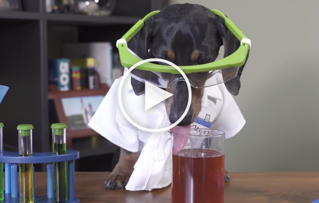dog chemistry video cute