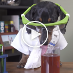 VIDEO: Dachshund Tries Fun Chemistry Experiment As Pretend Scientist