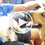 VIDEO: Joey the Dog Gets Unbelievably Jealous at Human Cuddling Pup
