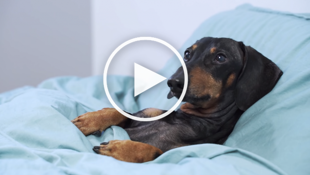 dog morning routine video