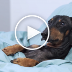 VIDEO: My Productive Morning Routine as a Dachshund Pup