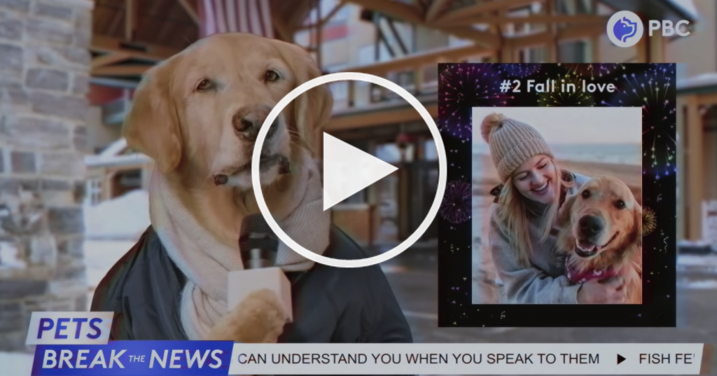 dog newscast new years eve video
