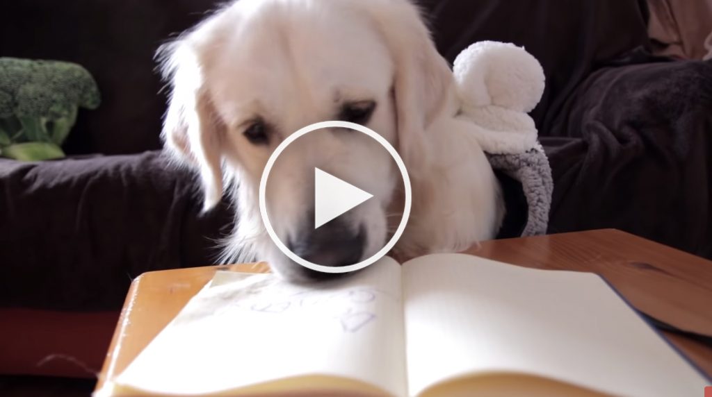 dog santa letter video