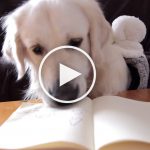 VIDEO: Dog Writes Pressing Letter to Santa Detailing Wish List