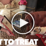VIDEO: Dogs Enjoy Afternoon Tea in Fancy Room Made Just for Them