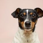 10 Dog Breeds Known for Gas and Flatulence (Still Adorable)