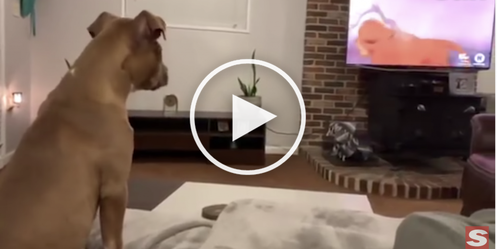 dog cries at lion king video
