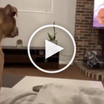 VIDEO: Dog Gets Super Emotional at Lion King's Saddest Scene