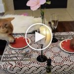 VIDEO: Shar Peis Enjoy Delicious Valentine's Day Dinner Date