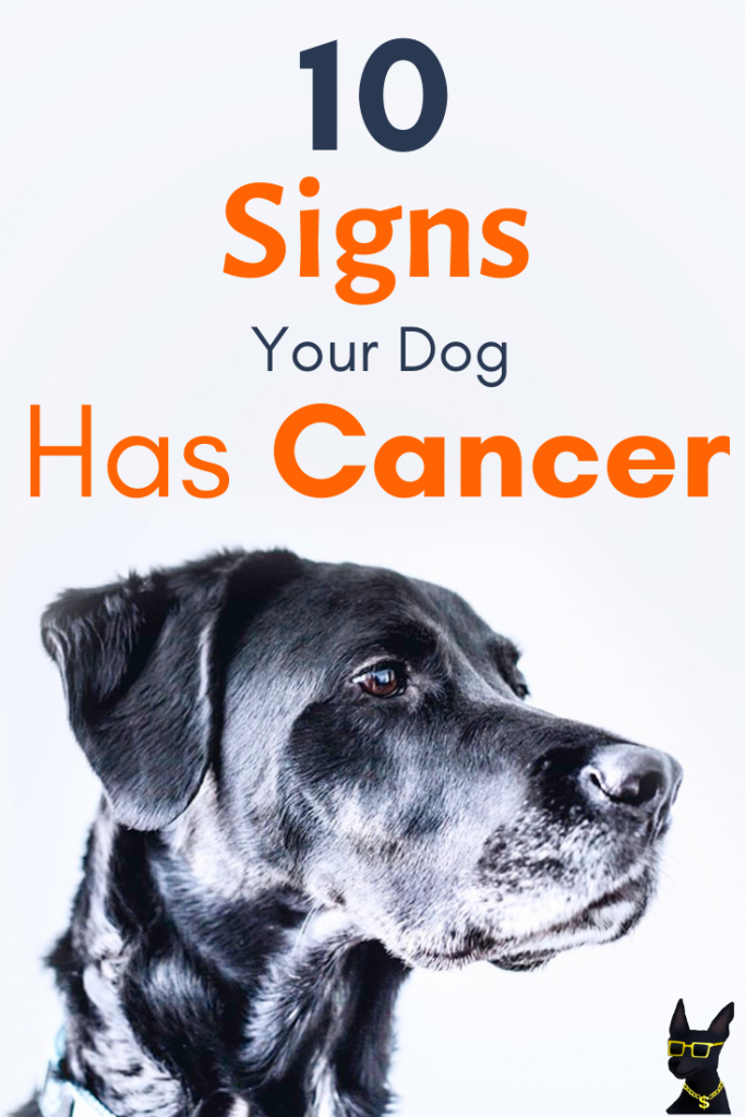 Cancer is the #1 Dog Killer: Here’s 10 Signs Your Dog Has It – YoCanine