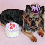 Dog Birthday Cakes
