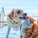6 Reasons Why Dogs are Better than Cats