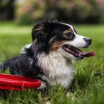 Dog Sitting Advice for People on Vacation