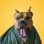 PetSmart Vet Shares 5 Critical Doggy Teeth Tips