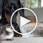 VIDEO Dachshund Says Hello to New Duckling Brother