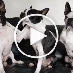VIDEO: 3 Boston Terriers Do Kiss + Hug Tricks to Show Their Love