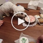 VIDEO: Dog Enjoys Dog Treat Buffet for Her First Birthday