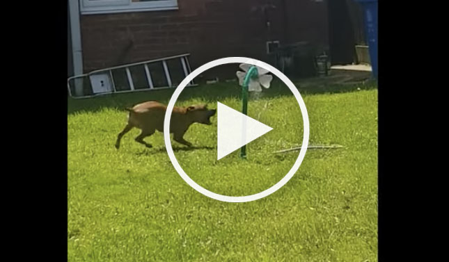 dog chasing hose video