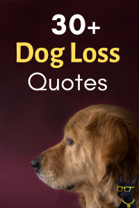 30+ Quotes for Dog Loss to Help You Through a Dog Death and Grief ...