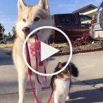 VIDEO: Dog-Like Kitten Raised By Huskies Takes a Stroll