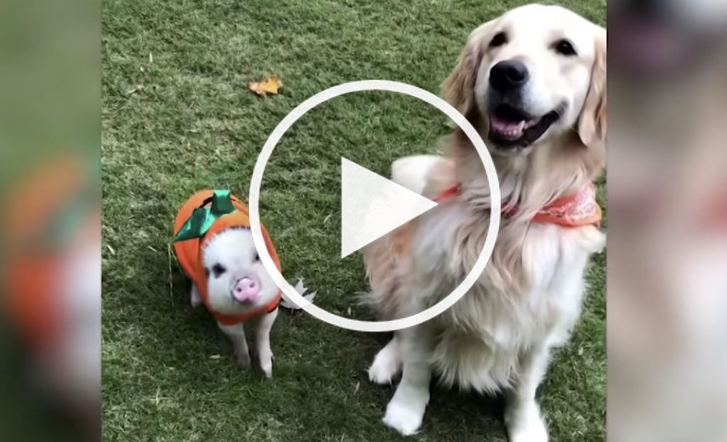 dog and pig video