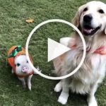 VIDEO: Golden Retriever and Piglet BFF Enjoy Life Together
