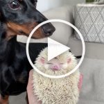 VIDEO: Dachshund Watches Hedgehog Sister Sleep Peacefully