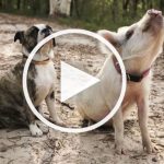 VIDEO: Adorable Tiny Pig Acts A Lot Like His Dog Family