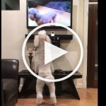 VIDEO: Poodle Watches Himself On TV and Cheers Himself On