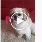 VIDEO: Rocky the Dog Proudly Displays Rose for All to Marvel