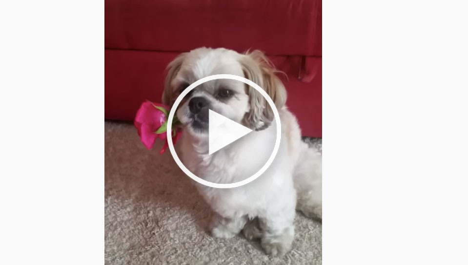 puppy dog video
