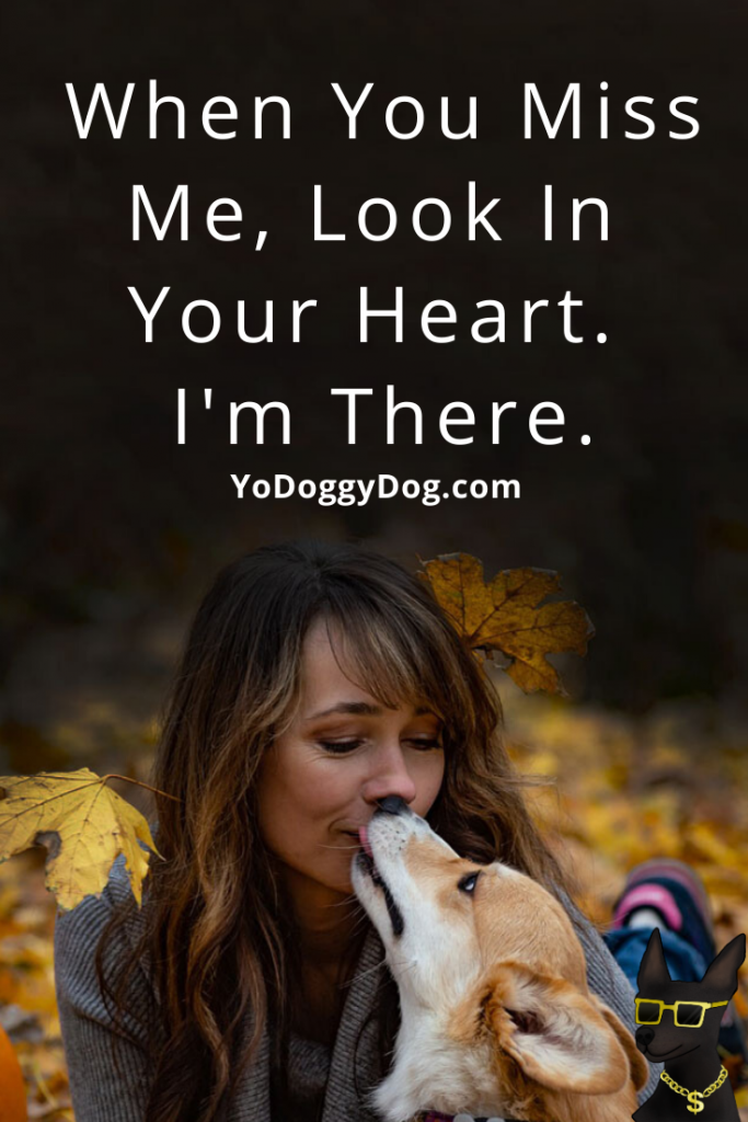 30+ Quotes for Dog Loss to Help You Through a Dog Death and Grief ...