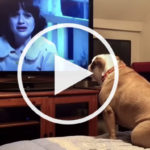 VIDEO: Bulldog Watches Horror Movie and Reacts Every Scary Scene WOW