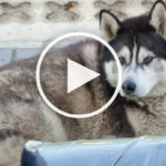 VIDEO: Husky Lays Down to Relax and Scares Himself With Fart