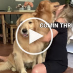 VIDEO: Golden Retriever Gets Immeasurably Jealous When Mom Hugs Dog Brother